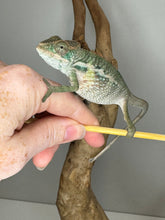 Load image into Gallery viewer, AMBILOBE Panther Chameleon male:(E31)