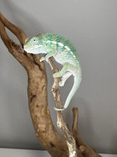 Load image into Gallery viewer, AMBILOBE Panther Chameleon: (E19)