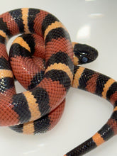 Load image into Gallery viewer, Apricot Pueblan Milk Snake- (MS3)