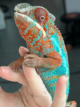 Load image into Gallery viewer, Ambilobe male: JIMMY WALKER