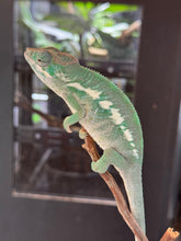 Load image into Gallery viewer, AMBILOBE Panther Chameleon: (E3)