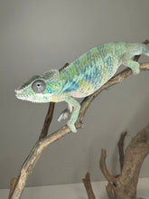 Load image into Gallery viewer, AMBILOBE Male Panther Chameleon: (E2)