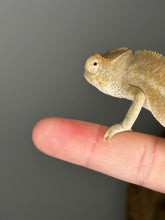 Load image into Gallery viewer, AMBILOBE FEMALE - Flash x Opal πΊ (S4)