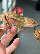 Load image into Gallery viewer, AMBILOBE panther chameleon: Flash x Opal (R13)