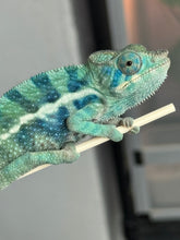 Load image into Gallery viewer, AMBANJA/NOSY FALY male (R8)