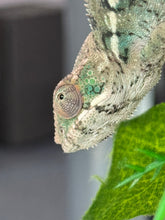 Load image into Gallery viewer, AMBILOBE Panther Chameleon: Frank x Sandy (I8)