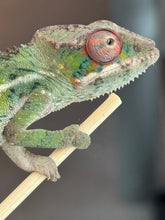 Load image into Gallery viewer, AMBILOBE Panther Chameleon: Magnus x Skittles (R3)