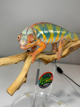 Load image into Gallery viewer, AMBILOBE Panther Chameleon: (J5)