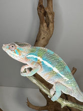 Load image into Gallery viewer, AMBILOBE Male Panther Chameleon: (E8)