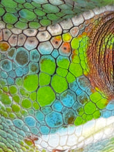 Load image into Gallery viewer, AMBILOBE Panther Chameleon: (E12)
