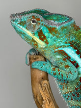 Load image into Gallery viewer, AMBANJA Panther Chameleon: (J5)
