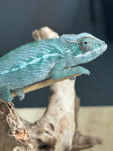 Load image into Gallery viewer, AMBILOBE Panther Chameleon: Frank x Sandy (Q8)