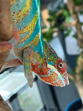 Load image into Gallery viewer, Ambilobe male: WC Hawkeye x Nugget (J1)