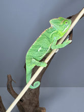 Load image into Gallery viewer, FEMALE Veiled Chameleon (I16)