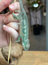 Load image into Gallery viewer, AMBANJA Panther Chameleon: Dubois x Ellie (S4)