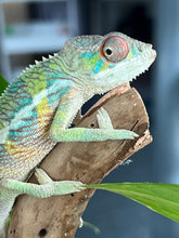 Load image into Gallery viewer, Ambilobe male: Flash x Rocky (R6)