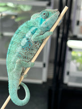 Load image into Gallery viewer, AMBANJA/NOSY FALY male (I5)