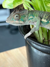 Load image into Gallery viewer, Ambilobe male: Flash x Rocky (R2)