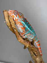 Load image into Gallery viewer, AMBILOBE Panther Chameleon: (K1)