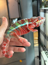 Load image into Gallery viewer, AMBILOBE Male Panther Chameleon: (E12)