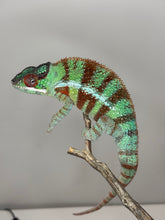 Load image into Gallery viewer, AMBANJA Panther Chameleon: (J8)