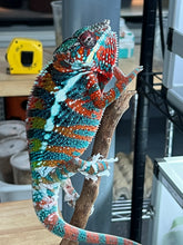 Load image into Gallery viewer, AMBILOBE male: WC Hawkeye x Nugget (J3)