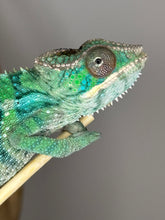 Load image into Gallery viewer, AMBILOBE Male Panther Chameleon: (E10)