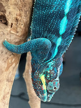 Load image into Gallery viewer, Ambanja male: GOODWIN
