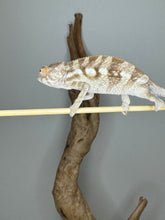 Load image into Gallery viewer, Sambava FEMALE Panther Chameleon: šŗ (S9)