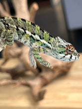 Load image into Gallery viewer, Ambilobe male: Sam x Georgia (R3)