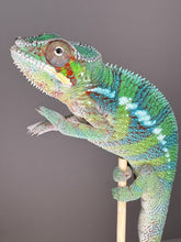 Load image into Gallery viewer, AMBILOBE Male Panther Chameleon: (E18)