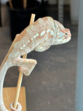 Load image into Gallery viewer, AMBANJA FEMALE Panther Chameleon x WC (S12)