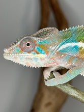Load image into Gallery viewer, AMBILOBE Male Panther Chameleon: (E8)