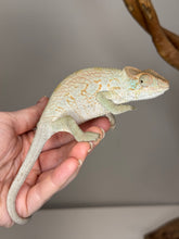 Load image into Gallery viewer, AMBANJA FEMALE Panther Chameleon: đș (R5)