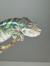 Load image into Gallery viewer, AMBILOBE Panther Chameleon: (E22)