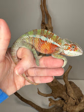 Load image into Gallery viewer, AMBILOBE Panther Chameleon: (E31)