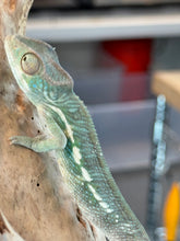 Load image into Gallery viewer, AMBANJA Panther Chameleon: Dubois x Ellie (S4)