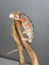 Load image into Gallery viewer, AMBILOBE Panther Chameleon: (J2)