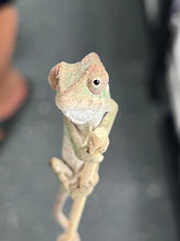 Load image into Gallery viewer, AMBILOBE male: Sam x Georgia (R9)