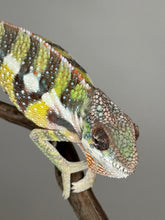 Load image into Gallery viewer, SAMBAVA Panther Chameleon: (E11)
