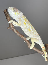 Load image into Gallery viewer, SAMBAVA Panther Chameleon: (E17)