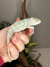 Load image into Gallery viewer, AMBILOBE FEMALE Panther Chameleon: Rogue x Phoenix (S11)