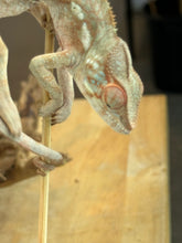 Load image into Gallery viewer, AMBANJA FEMALE Panther Chameleon x WC (S12)