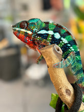 Load image into Gallery viewer, AMBILOBE male: Riot/JJ/Bolt (J10)