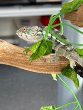 Load image into Gallery viewer, AMBILOBE Panther Chameleon: Frank x Sandy (I8)
