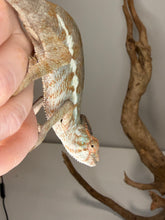 Load image into Gallery viewer, Female Nosy Be Panther Chameleon | (E8)