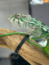 Load image into Gallery viewer, AMBILOBE Panther Chameleon: Magnus x Emma (Q3)