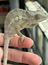 Load image into Gallery viewer, AMBILOBE male: Starburst x Margaret (R8)