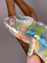 Load image into Gallery viewer, Closeup of Ambilobe Panther chameleon’s face with rainbow colors.