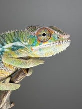 Load image into Gallery viewer, AMBILOBE Panther Chameleon: (E6)